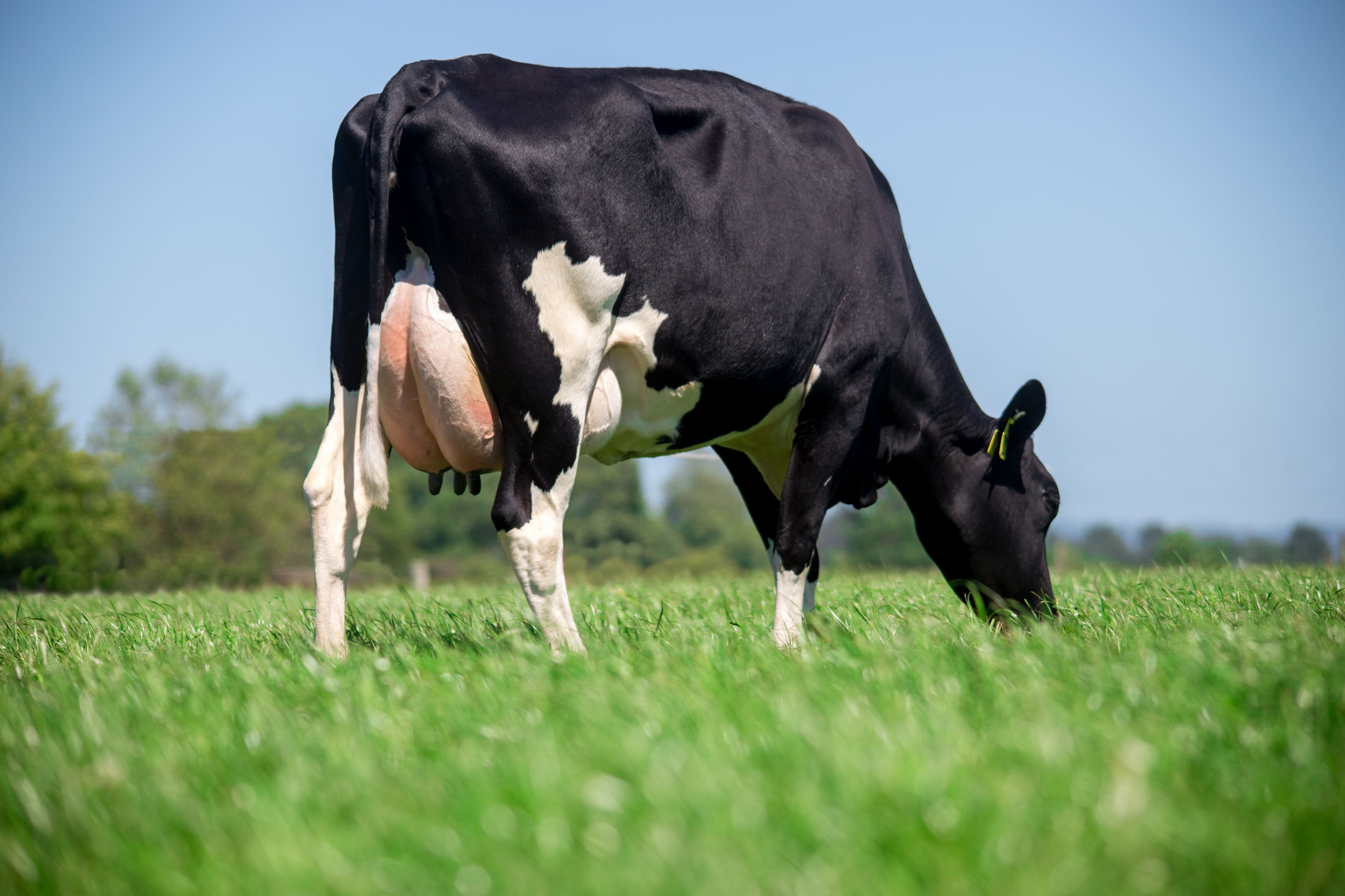 Wesley Trusts Fresh Cow Dry Cow® for Accurate Mastitis Diagnosis