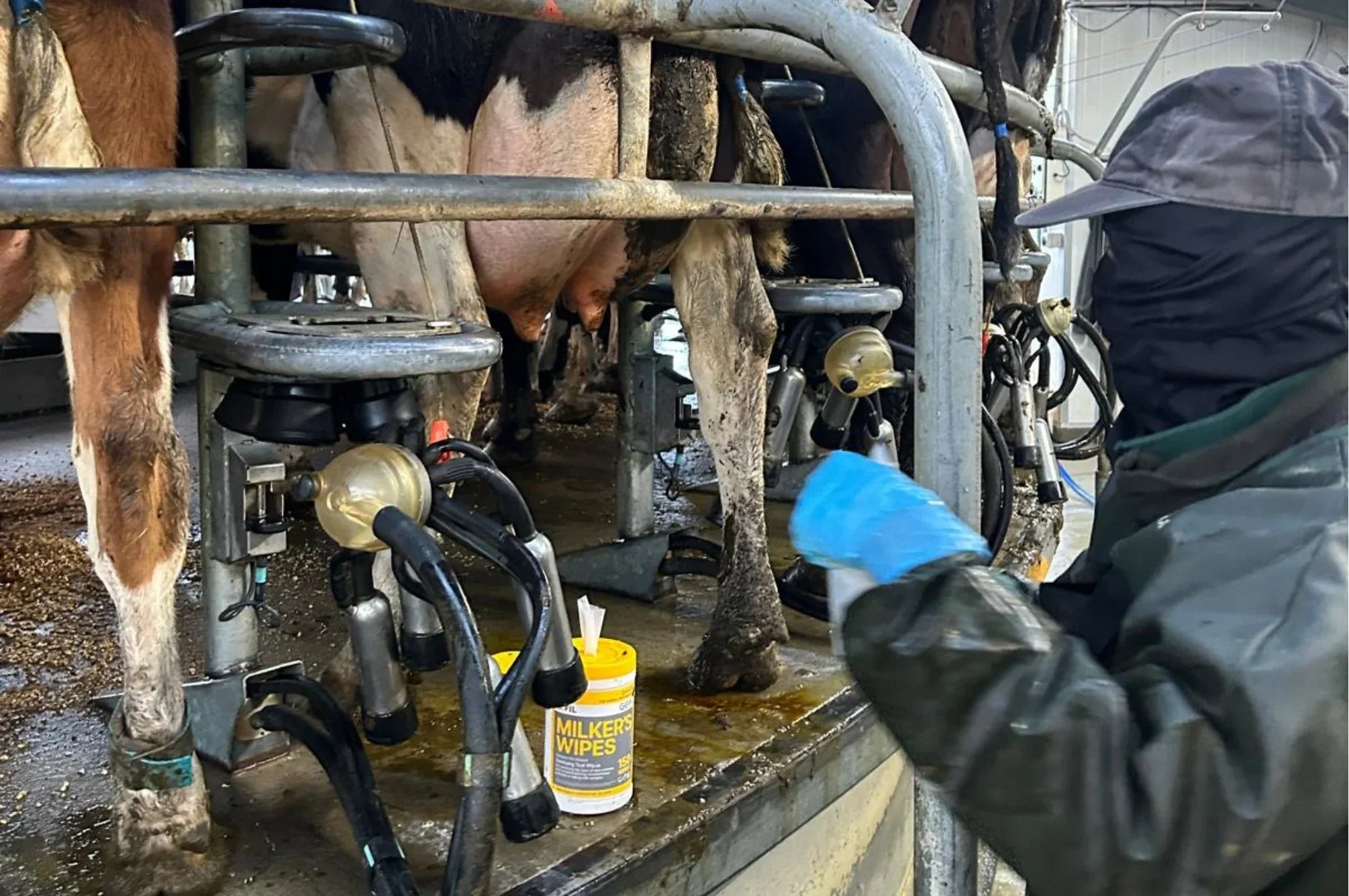 A recipe for success: starting your dairy season strong