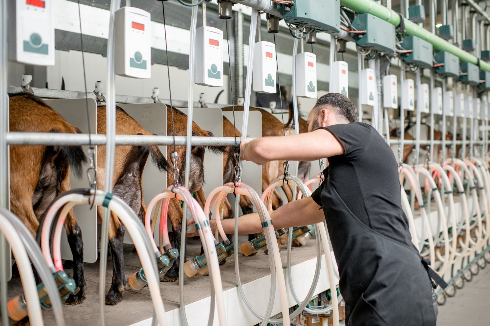 Targeted Action Restores Udder Health and Hygiene Compliance