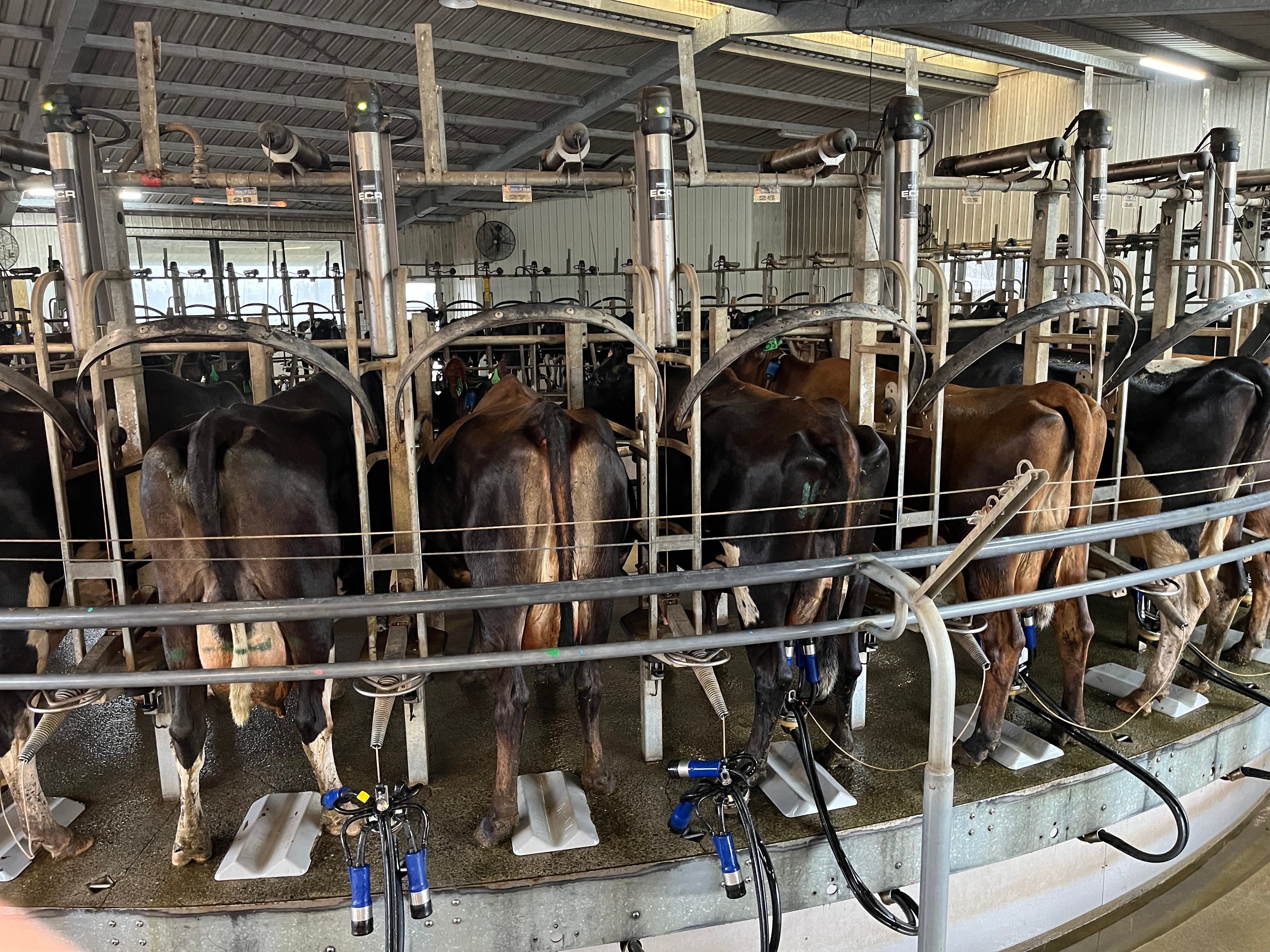 Paeroa Farmer Reduces SCC From 380,000 to 85,000 using Herdscreen®