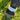 Stride-on equine leg band on horse hoof with pasture environment in the background