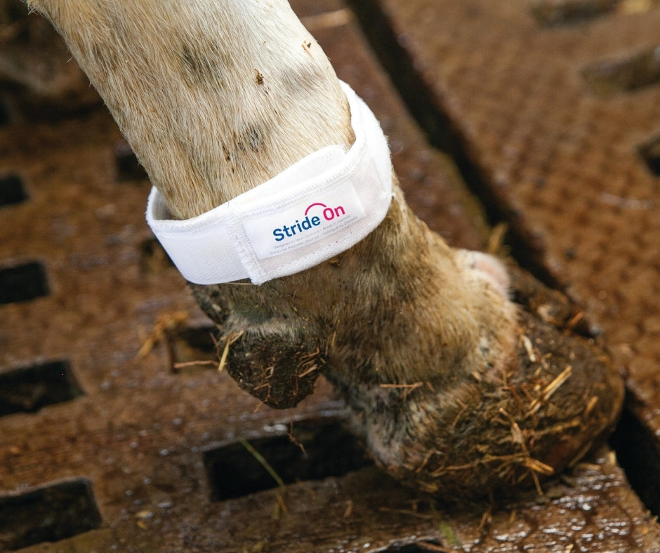 A cow hoof with stride-on bovine leg bands.